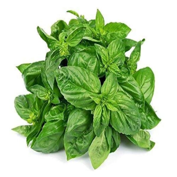 Basil Leaf - (250gm)