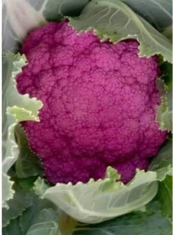 Pink Cauliflower - (1kg)